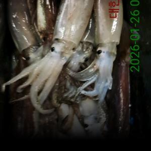 조황, 오징어 토요일 고고고~(7자리여유)(4시출발)