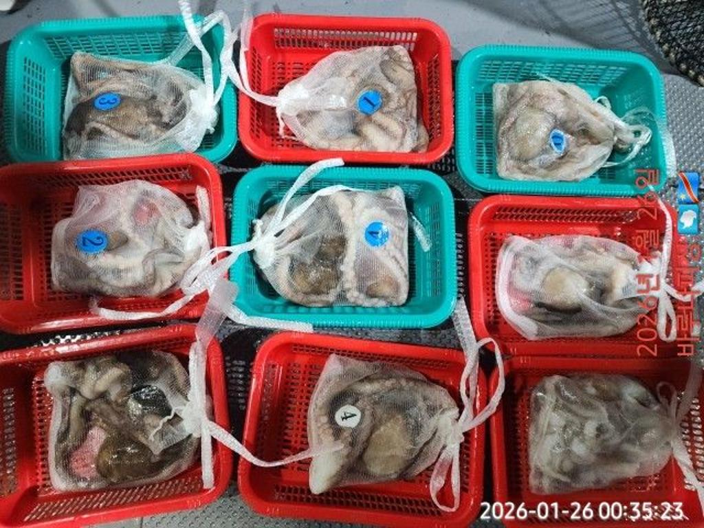 낚시뚜,낙지,속천항(진해),바루나피싱,낚시뚜7