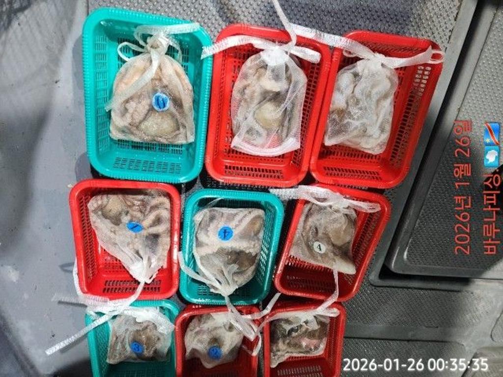 낚시뚜,낙지,속천항(진해),바루나피싱,낚시뚜5