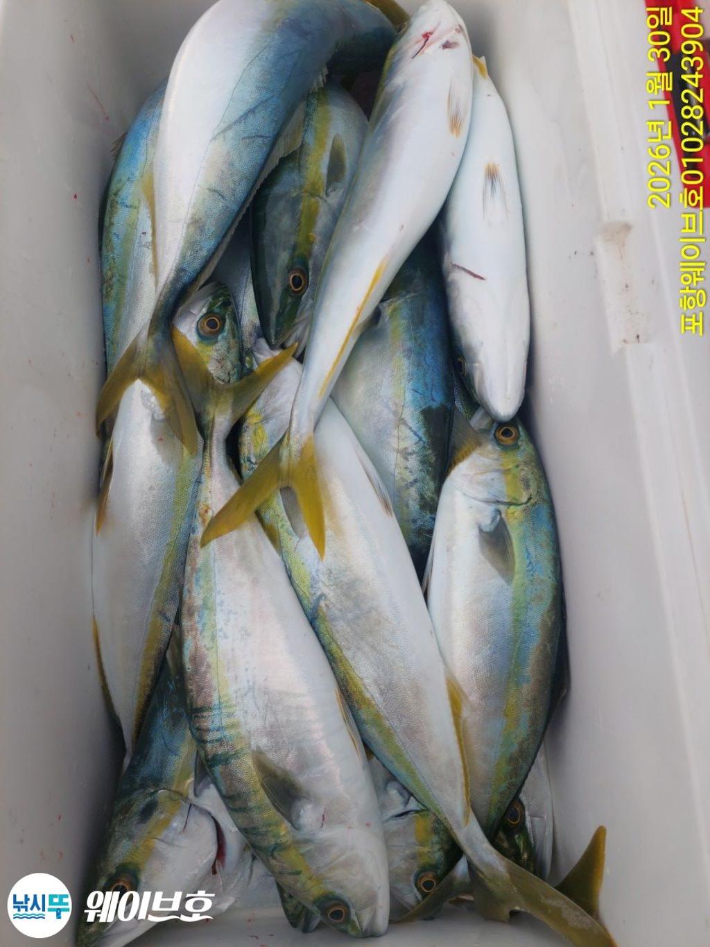 낚시뚜,방어,삼치,구룡포항,뉴웨이브호,낚시뚜7