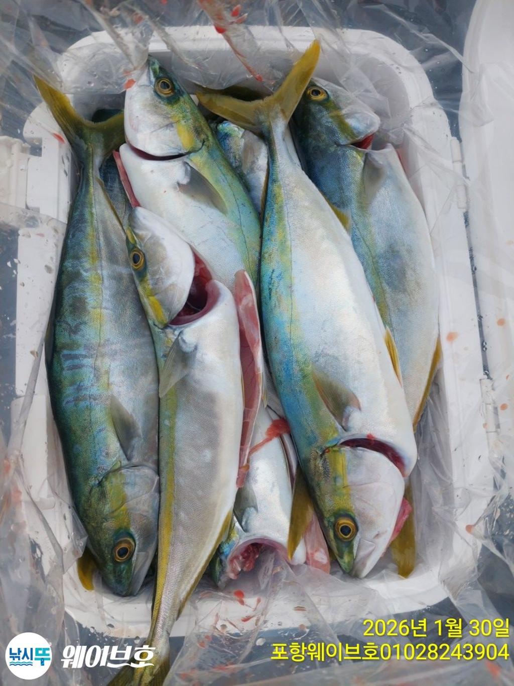 낚시뚜,방어,삼치,구룡포항,뉴웨이브호,낚시뚜6