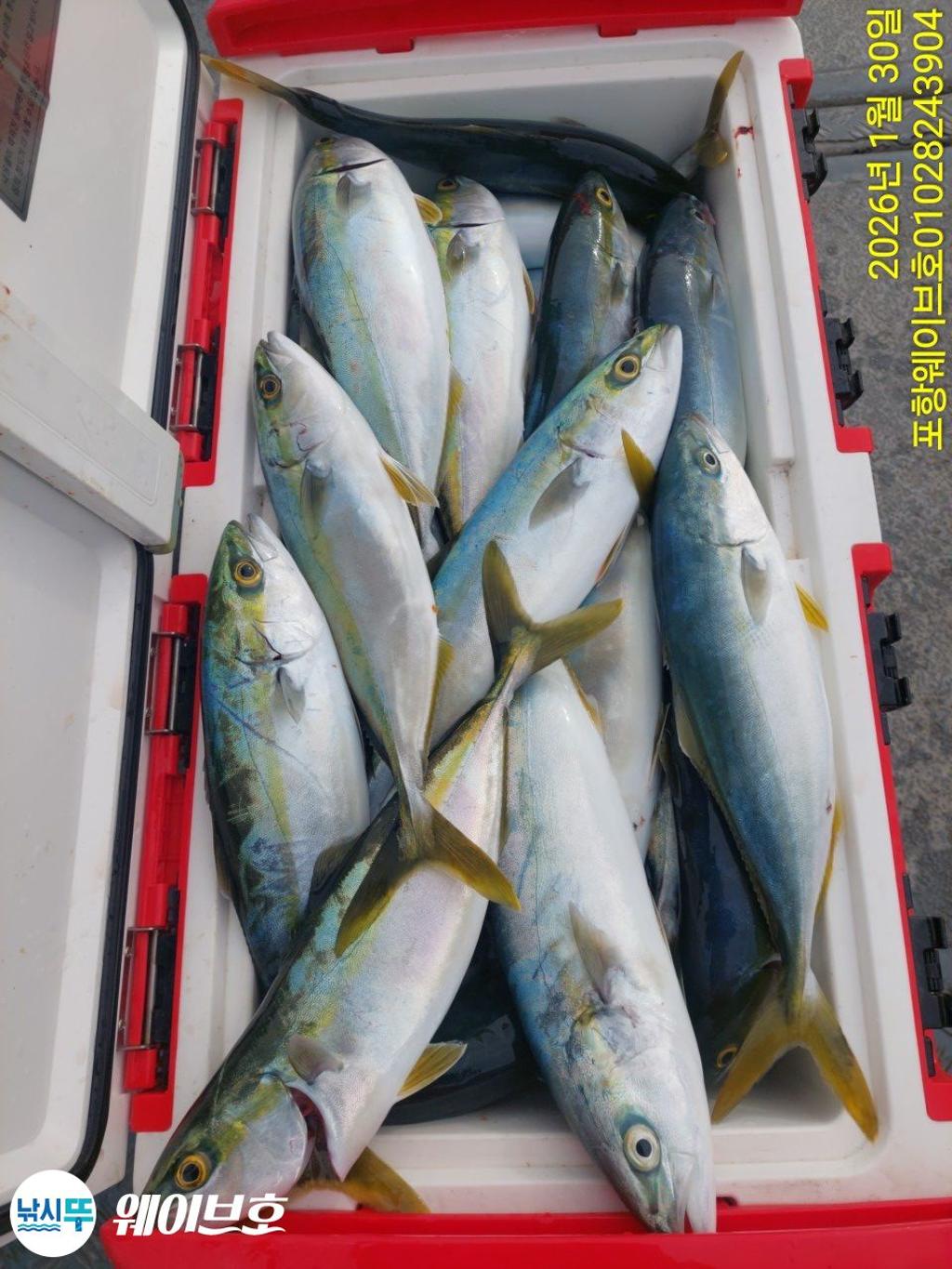 낚시뚜,방어,삼치,구룡포항,뉴웨이브호,낚시뚜4