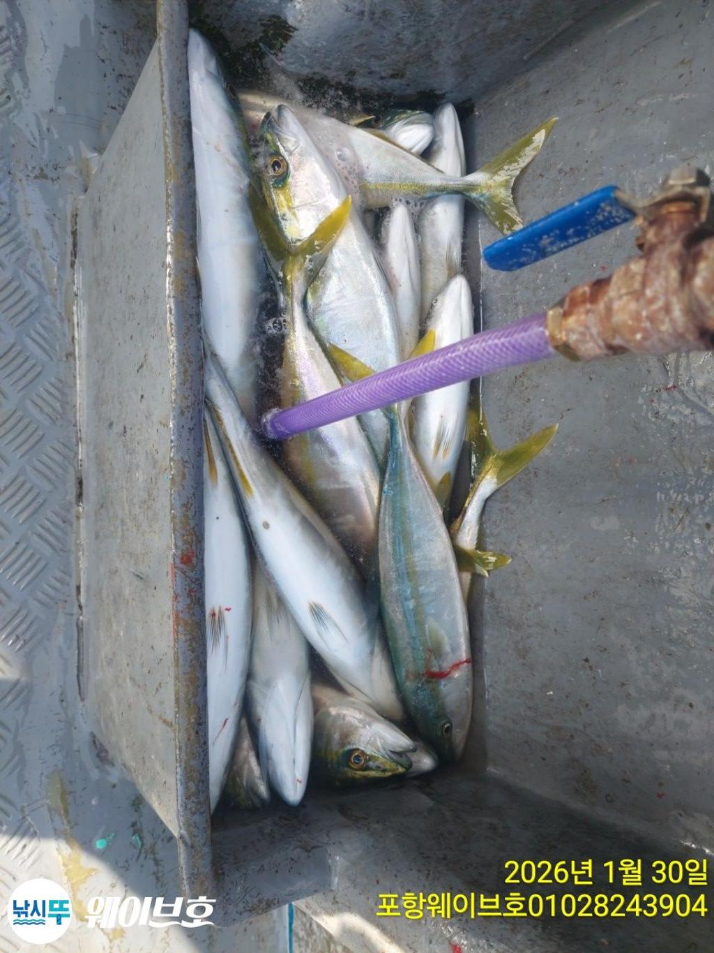 낚시뚜,방어,삼치,구룡포항,뉴웨이브호,낚시뚜3