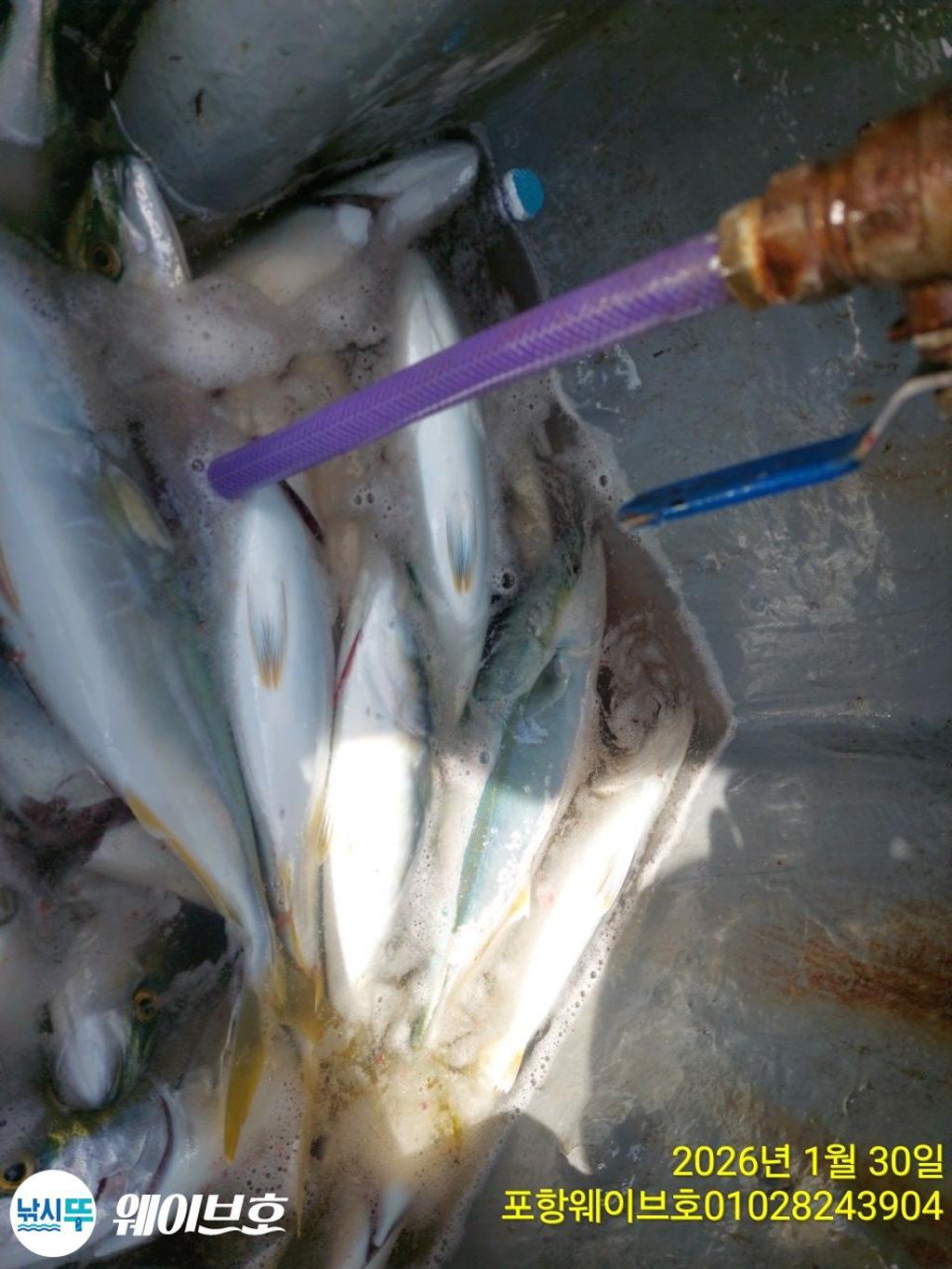 낚시뚜,방어,삼치,구룡포항,뉴웨이브호,낚시뚜2