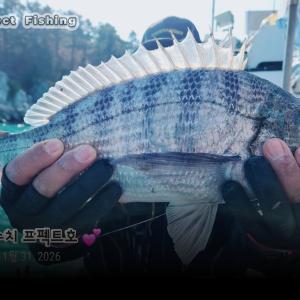 조황, 오짜 감성돔 흘림 출조