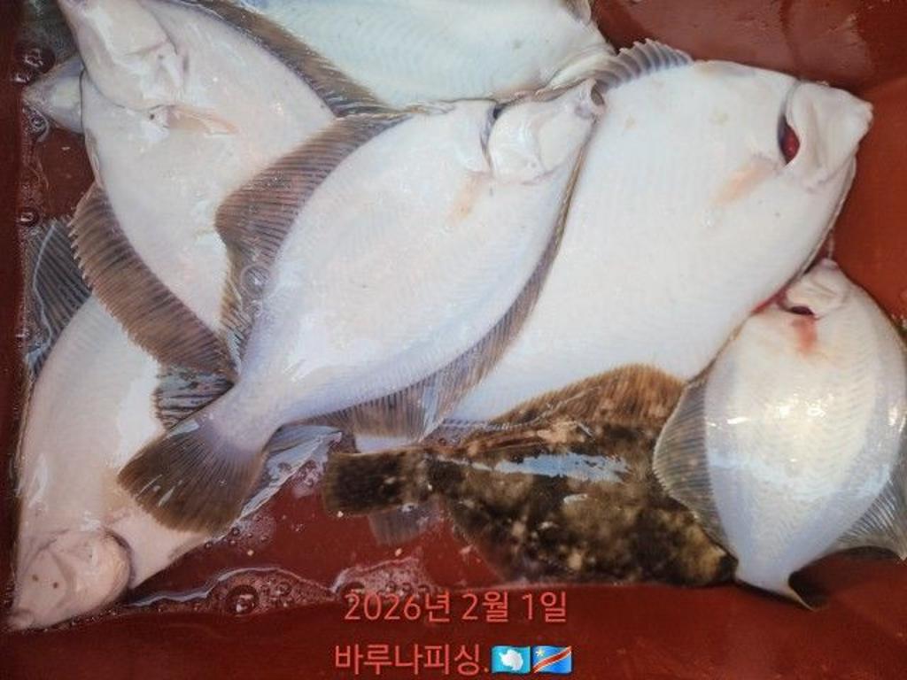 낚시뚜,낙지,도다리,속천항(진해),바루나피싱,낚시뚜13