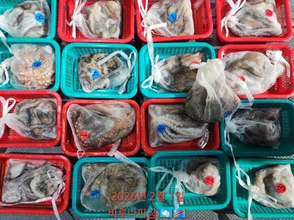 낚시뚜,낙지,도다리,속천항(진해),바루나피싱,낚시뚜8