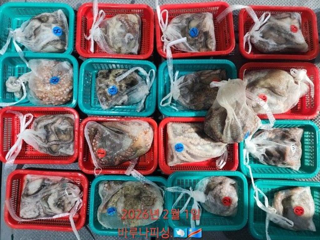 낚시뚜,낙지,도다리,속천항(진해),바루나피싱,낚시뚜6