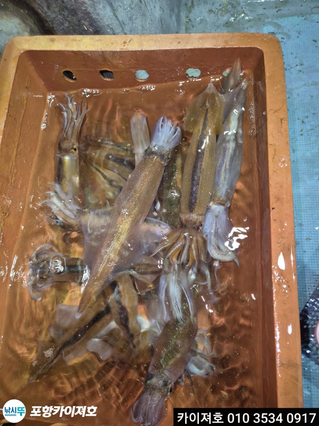 낚시뚜,한치,영일만항,포항카이져호,낚시뚜4