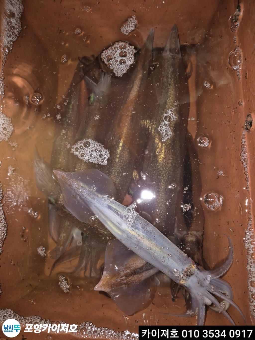 낚시뚜,한치,영일만항,포항카이져호,낚시뚜3