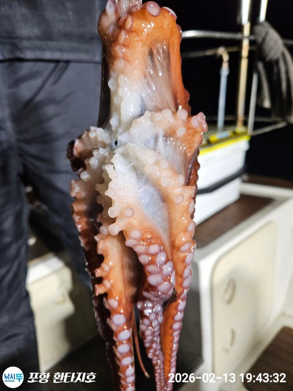 낚시뚜,돌문어,한치,포항 동빈항,포항 환타지호,낚시뚜3