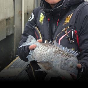 조황, 명성호 갯바위조황