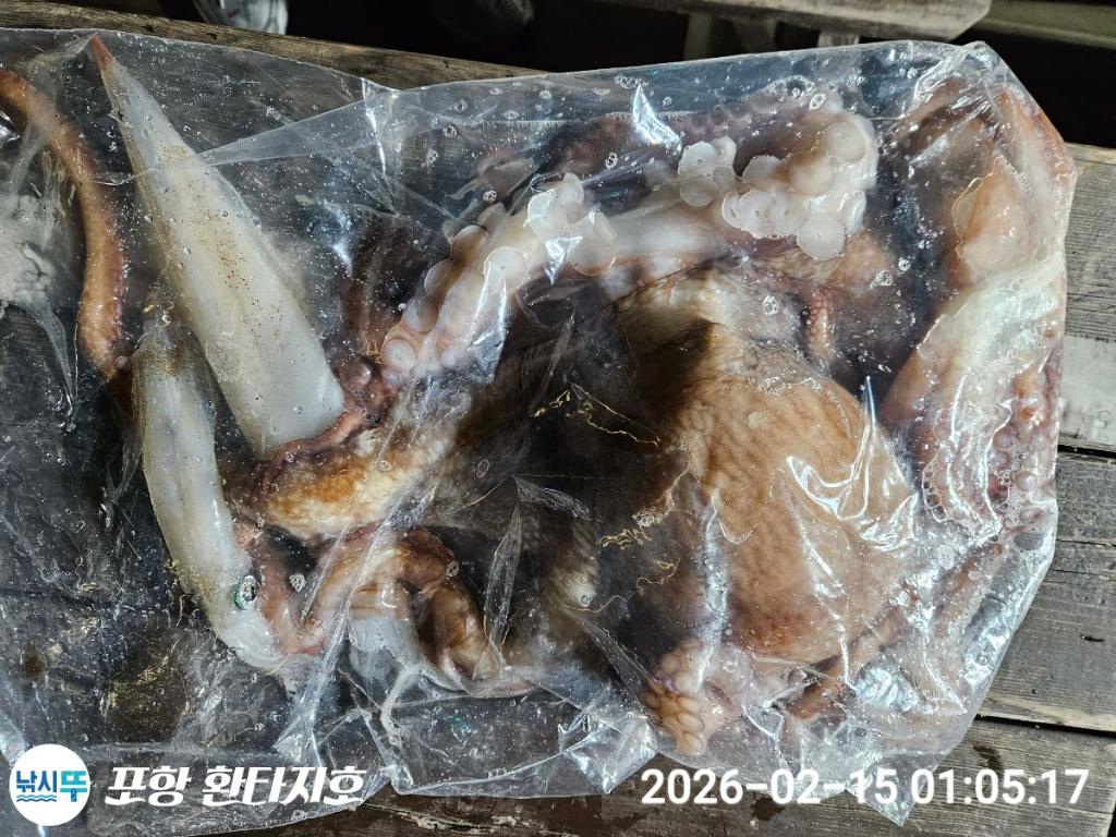 낚시뚜,돌문어,한치,포항 동빈항,포항 환타지호,낚시뚜11