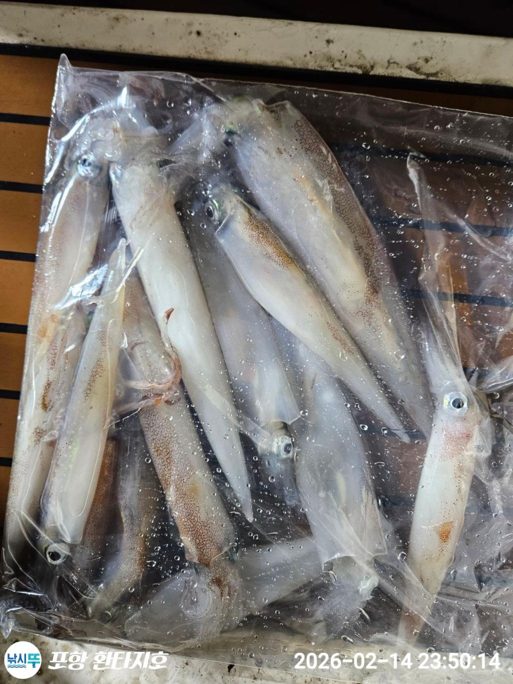 낚시뚜,돌문어,한치,포항 동빈항,포항 환타지호,낚시뚜10