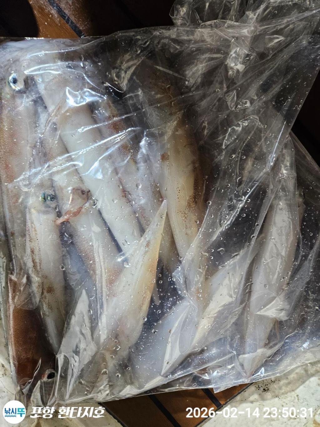 낚시뚜,돌문어,한치,포항 동빈항,포항 환타지호,낚시뚜9