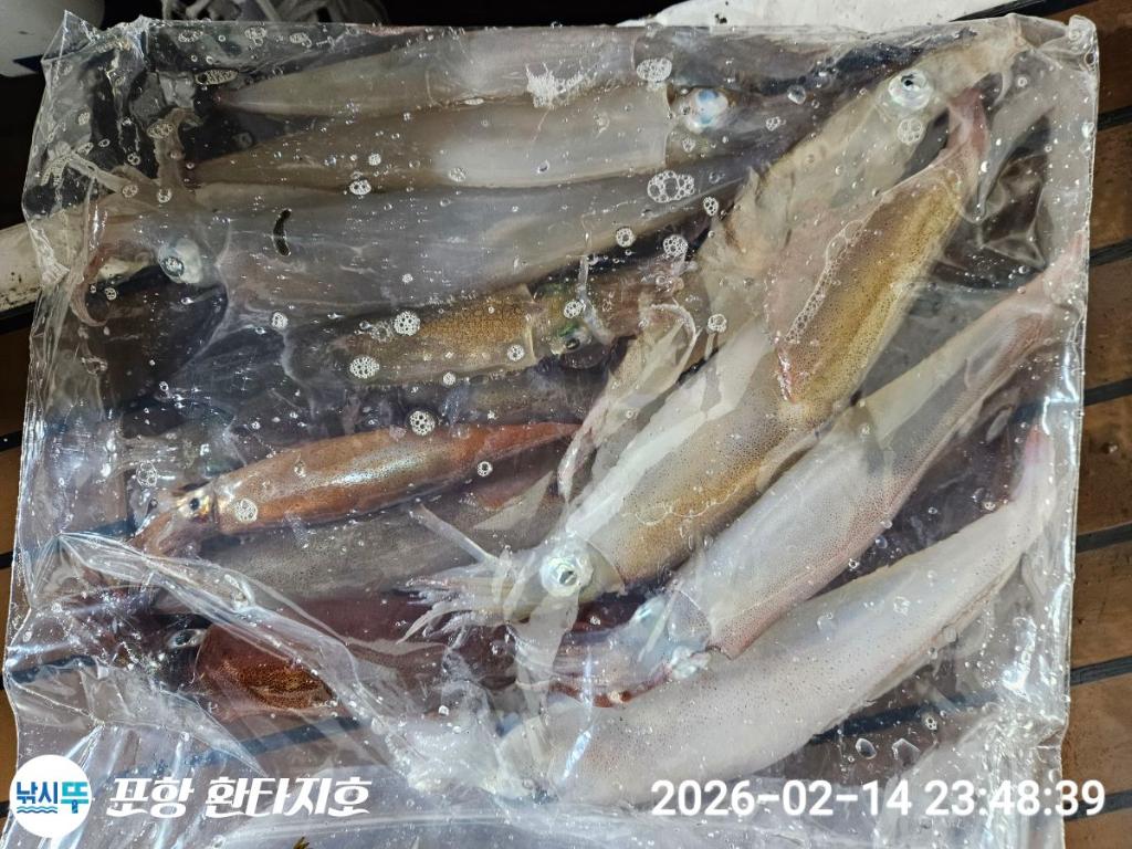 낚시뚜,돌문어,한치,포항 동빈항,포항 환타지호,낚시뚜8