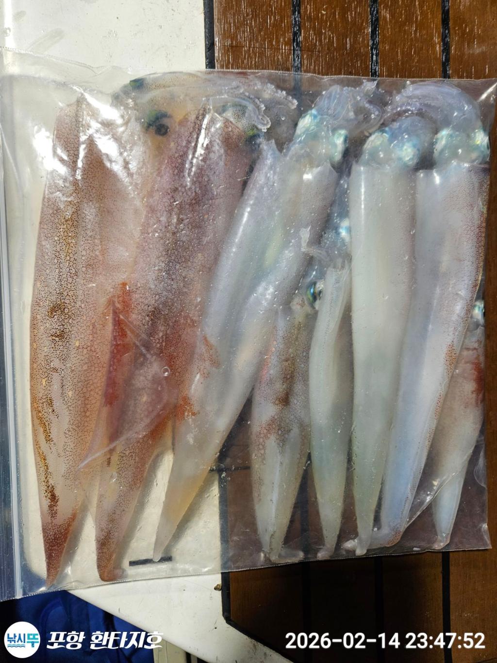 낚시뚜,돌문어,한치,포항 동빈항,포항 환타지호,낚시뚜7