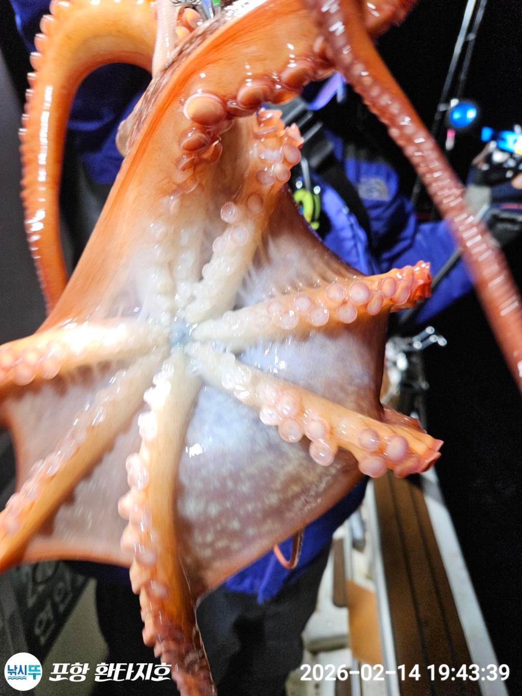 낚시뚜,돌문어,한치,포항 동빈항,포항 환타지호,낚시뚜5