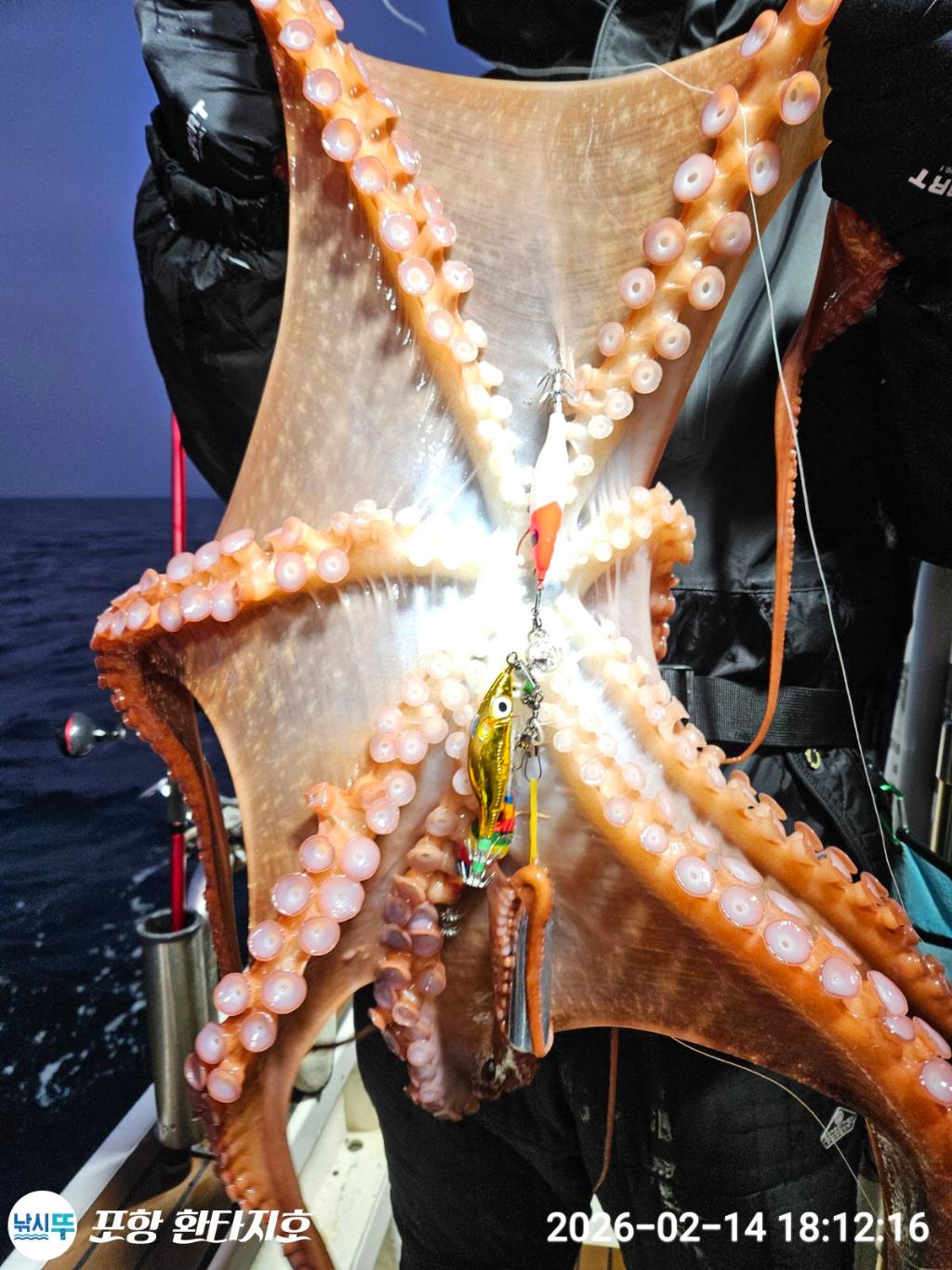 낚시뚜,돌문어,한치,포항 동빈항,포항 환타지호,낚시뚜0