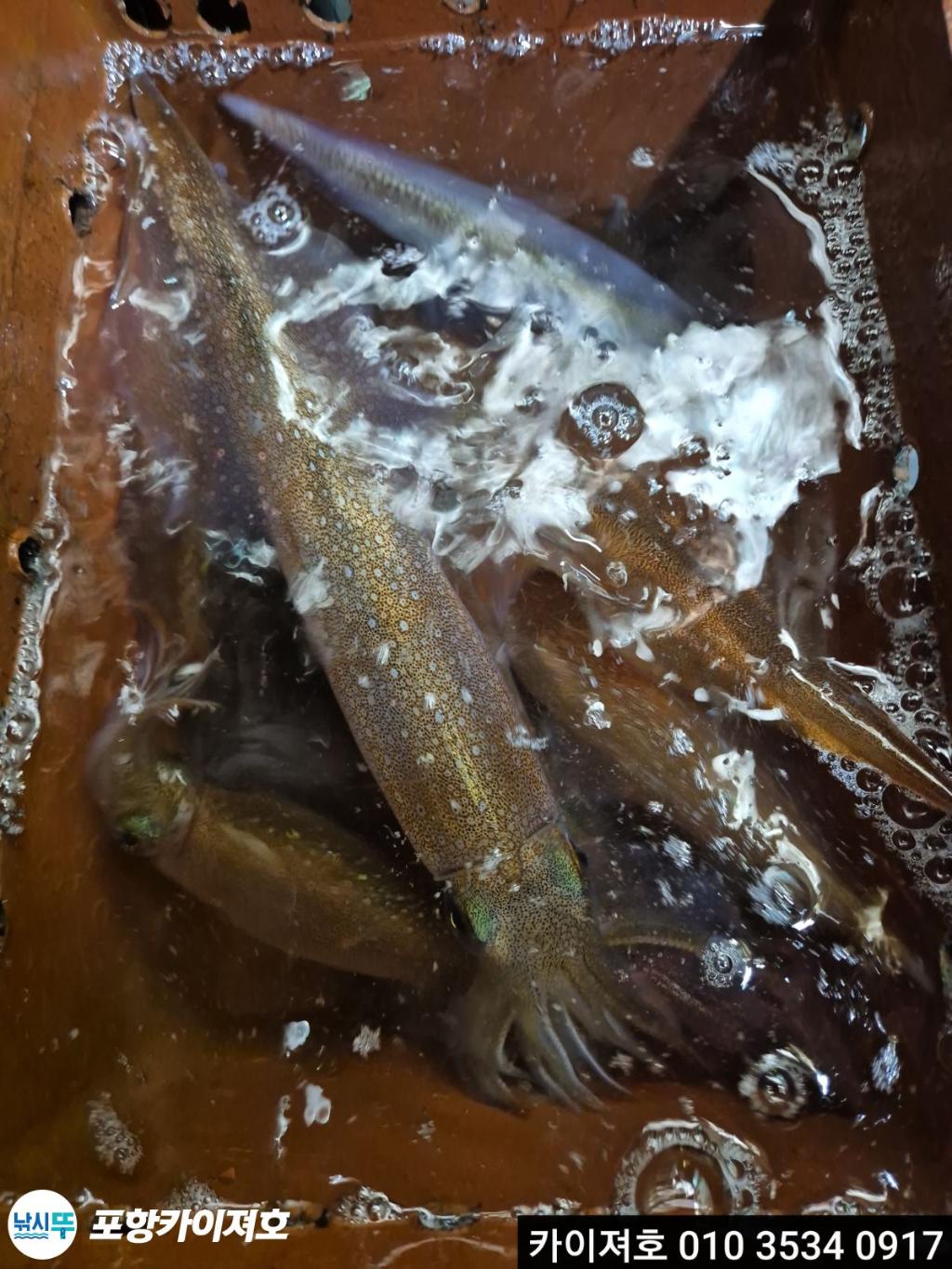 낚시뚜,한치,영일만항,포항카이져호,낚시뚜34