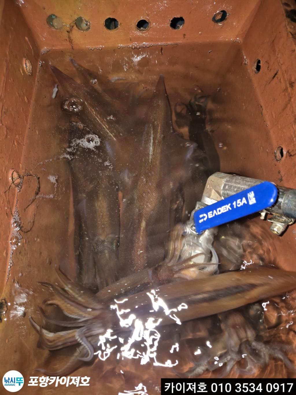 낚시뚜,한치,영일만항,포항카이져호,낚시뚜33