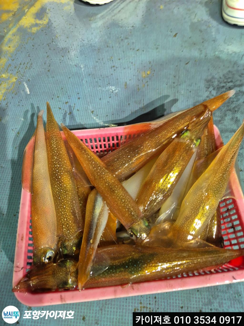 낚시뚜,한치,영일만항,포항카이져호,낚시뚜29