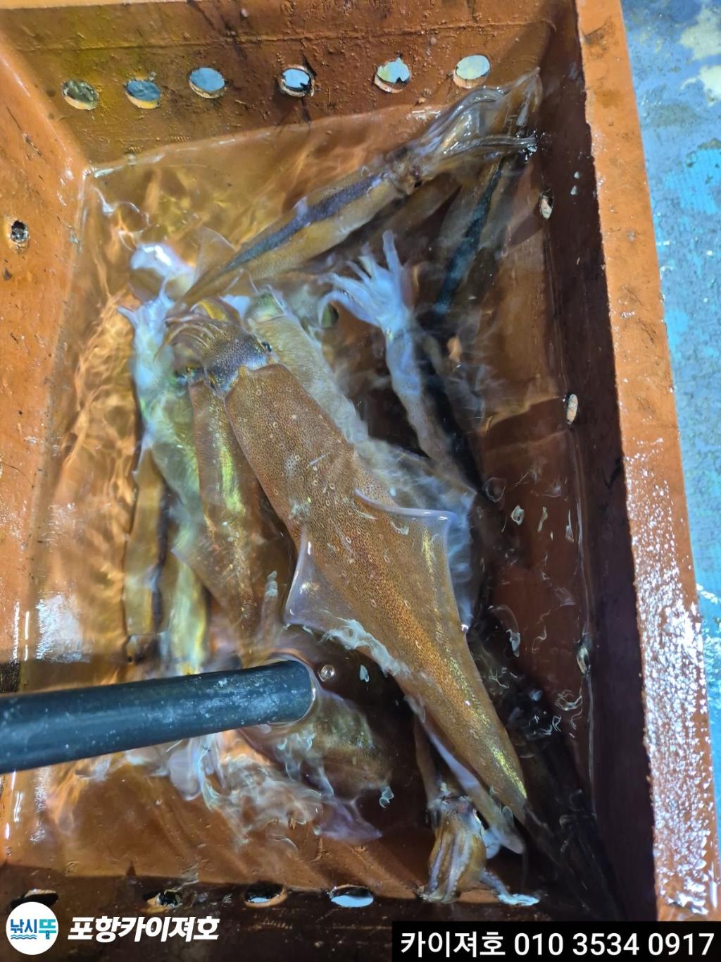 낚시뚜,한치,영일만항,포항카이져호,낚시뚜26