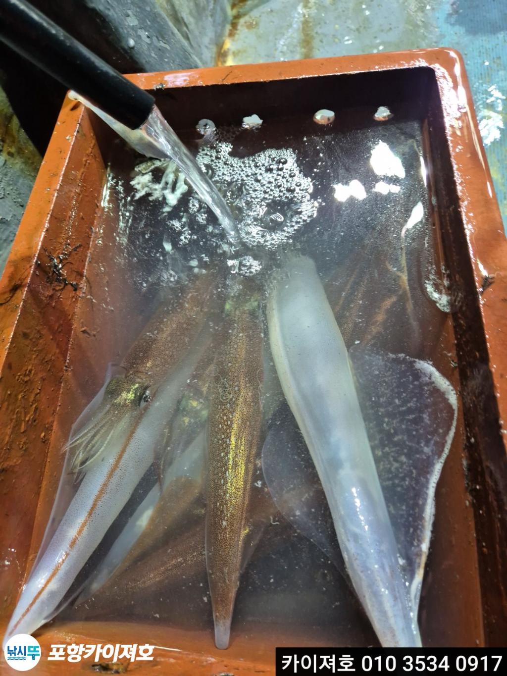 낚시뚜,한치,영일만항,포항카이져호,낚시뚜24
