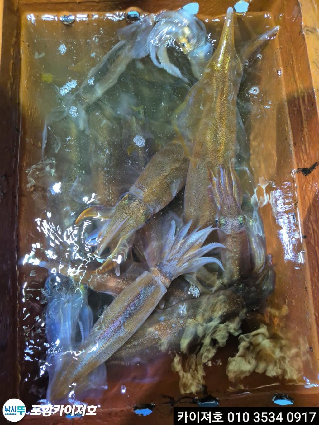 낚시뚜,한치,영일만항,포항카이져호,낚시뚜22