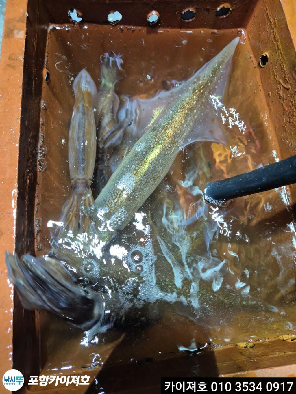 낚시뚜,한치,영일만항,포항카이져호,낚시뚜21