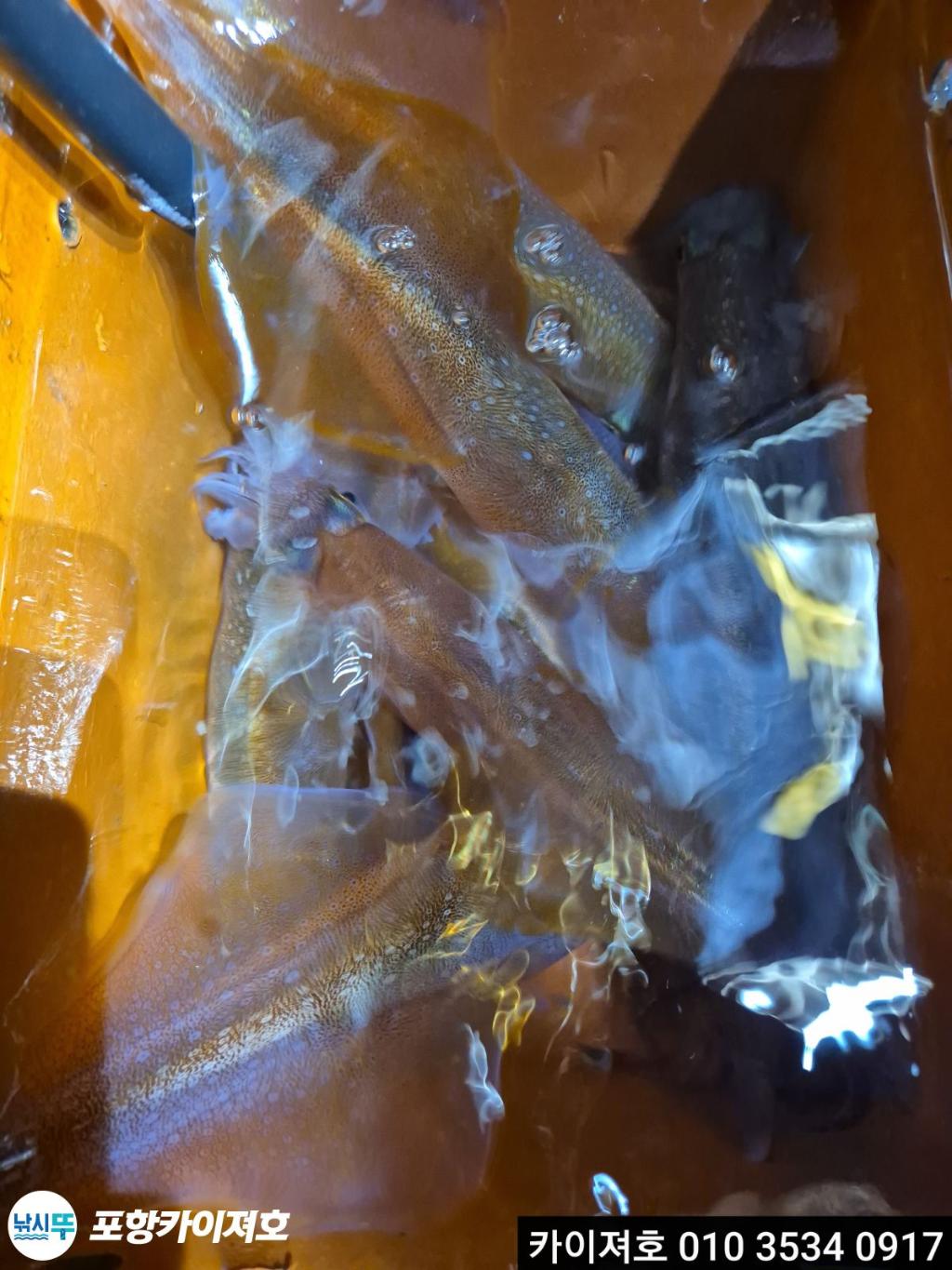 낚시뚜,한치,영일만항,포항카이져호,낚시뚜20