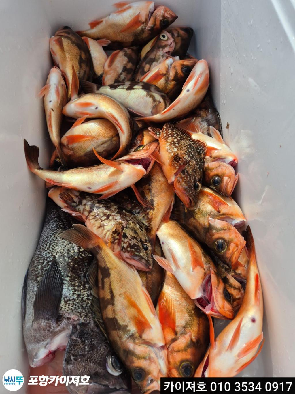 낚시뚜,열기,영일만항,포항카이져호,낚시뚜16