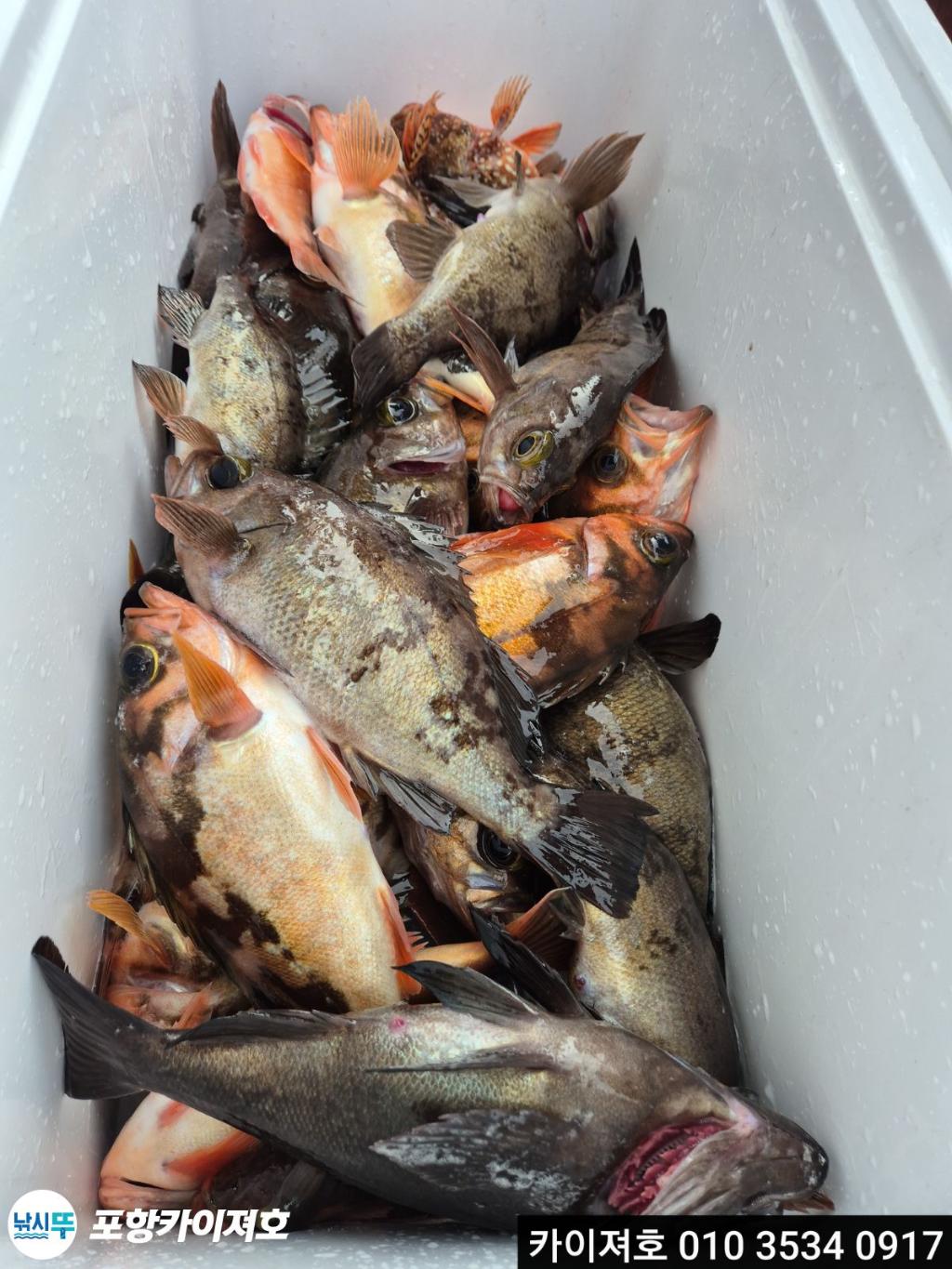 낚시뚜,열기,영일만항,포항카이져호,낚시뚜15