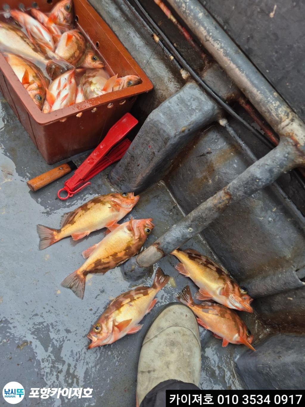 낚시뚜,열기,영일만항,포항카이져호,낚시뚜11