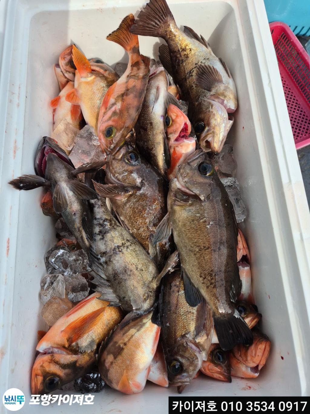 낚시뚜,열기,영일만항,포항카이져호,낚시뚜6