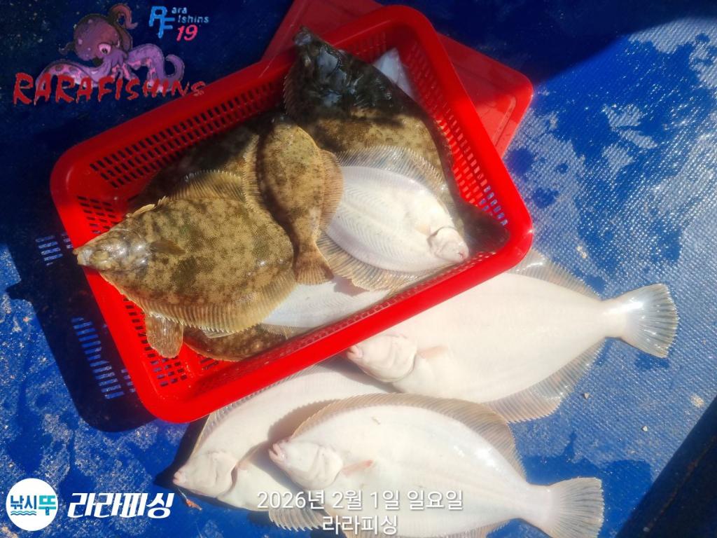 낚시뚜,도다리,속천항(진해),라라피싱,낚시뚜11