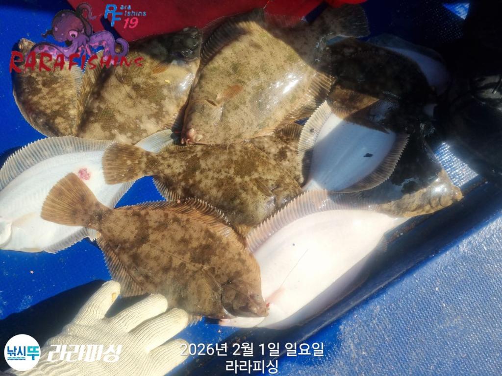 낚시뚜,도다리,속천항(진해),라라피싱,낚시뚜9