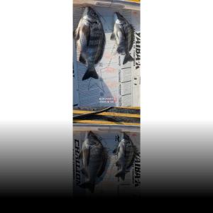 조황, ((풍화리)) 감성돔54외 밀치 학꽁치 전어