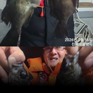 조황, 왕뽈락 씨알급들 마릿수 쿨러 가득가득~엄청잡고~예약가능~