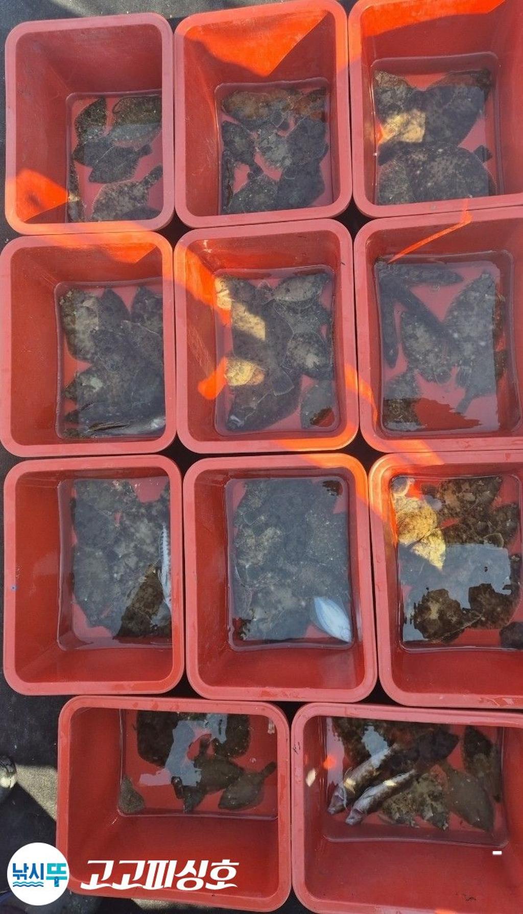 낚시뚜,,속천항(진해),고고피싱호,낚시뚜20