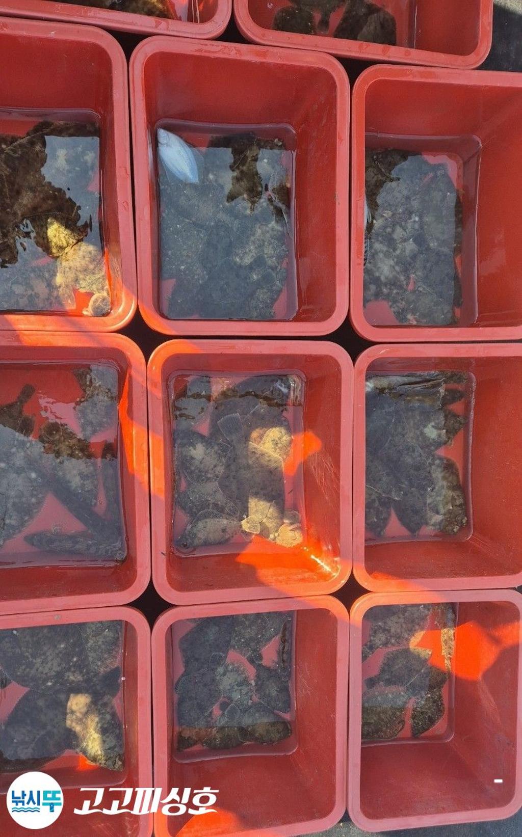 낚시뚜,,속천항(진해),고고피싱호,낚시뚜19