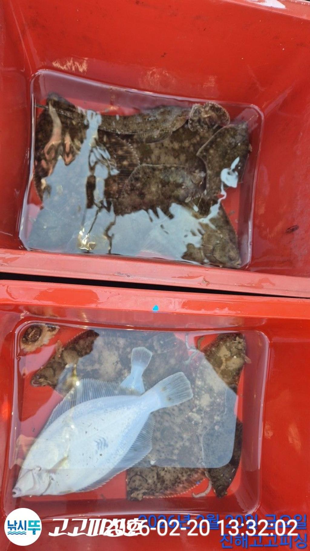 낚시뚜,도다리,속천항(진해),고고피싱호,낚시뚜13