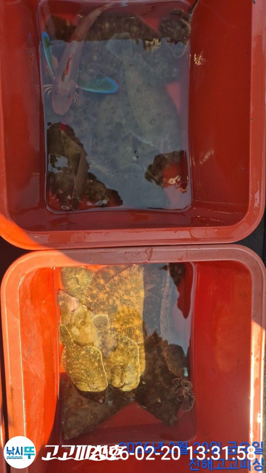 낚시뚜,도다리,속천항(진해),고고피싱호,낚시뚜12