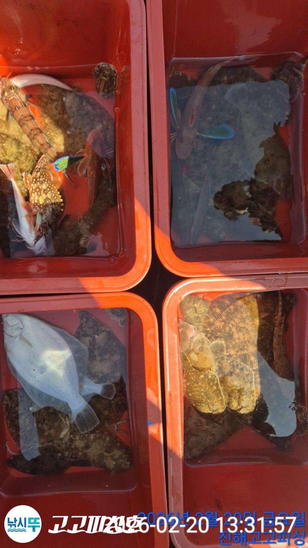 낚시뚜,도다리,속천항(진해),고고피싱호,낚시뚜11