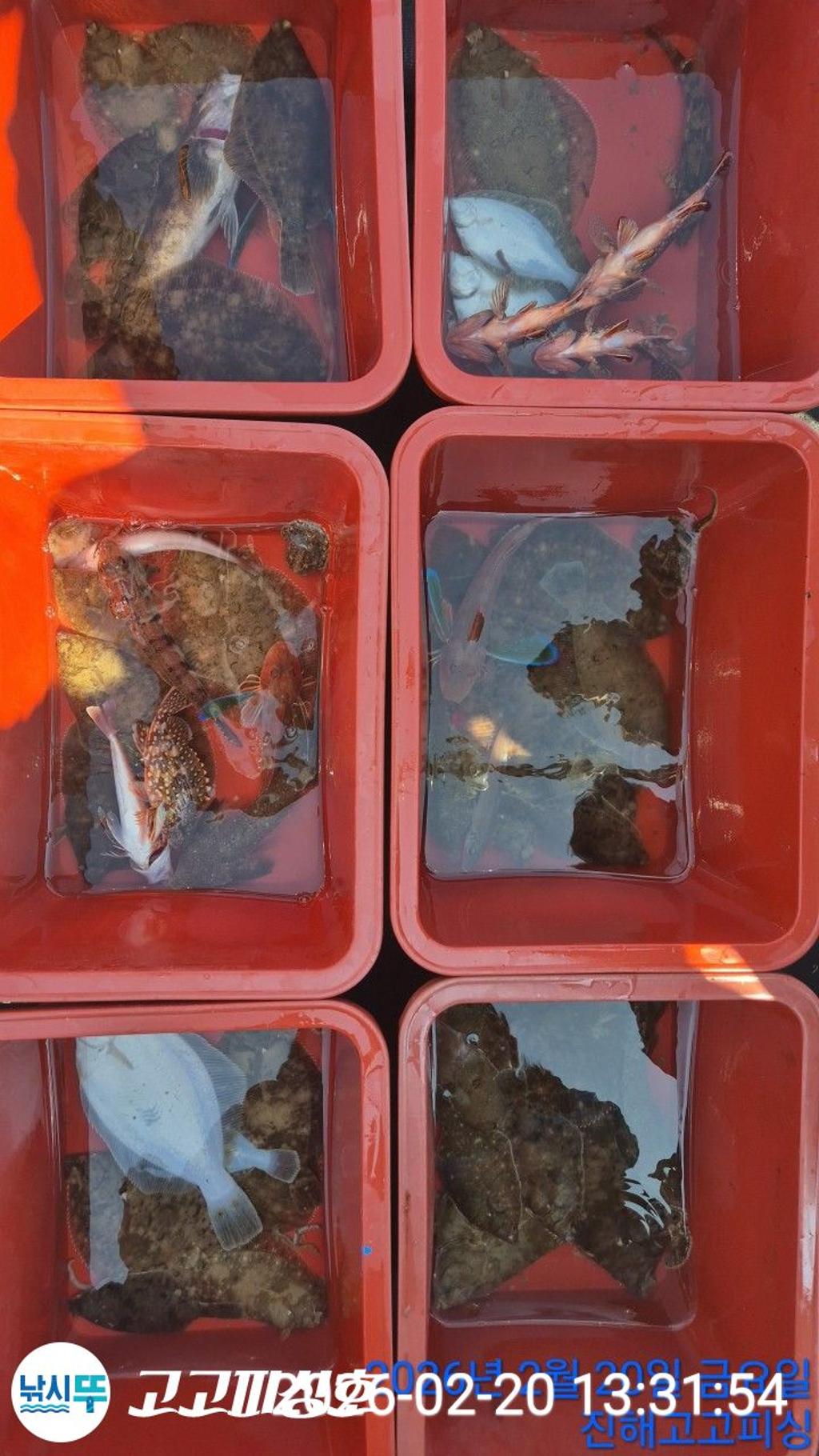 낚시뚜,도다리,속천항(진해),고고피싱호,낚시뚜10