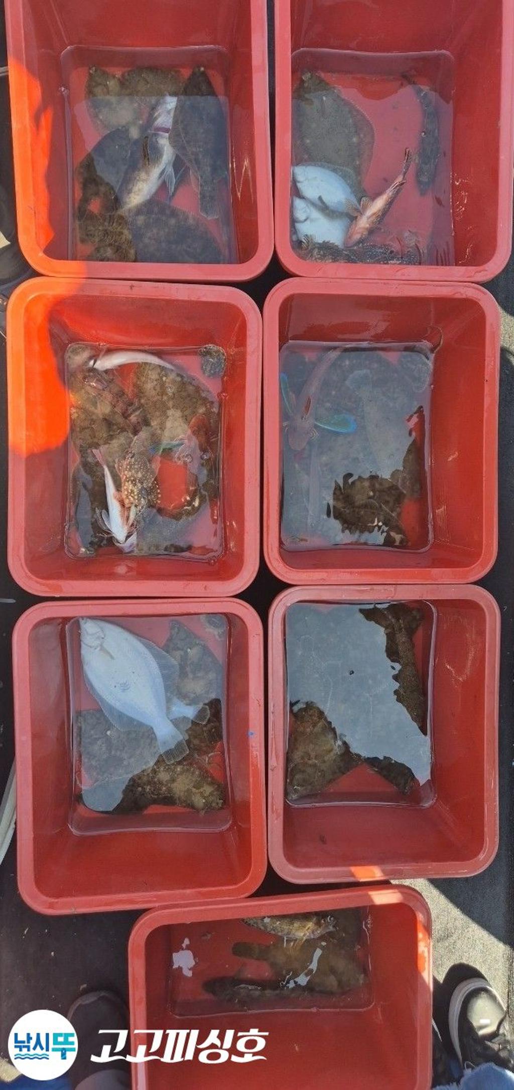 낚시뚜,도다리,속천항(진해),고고피싱호,낚시뚜8