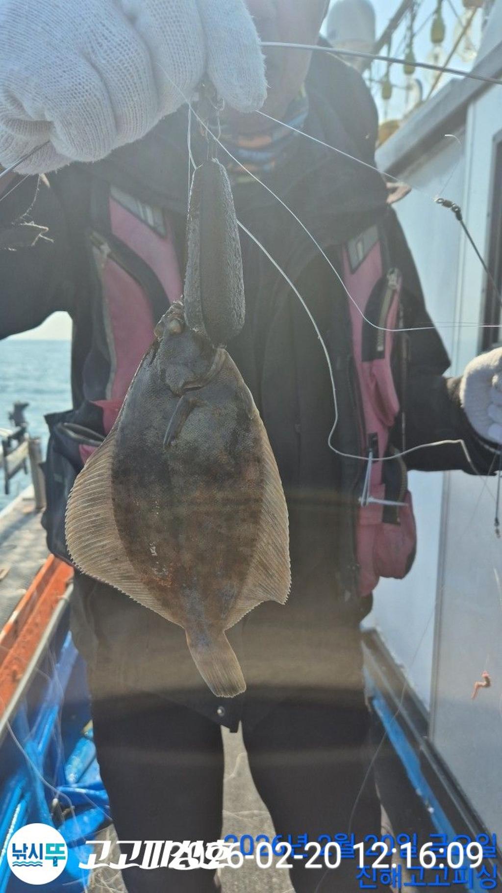 낚시뚜,도다리,속천항(진해),고고피싱호,낚시뚜6