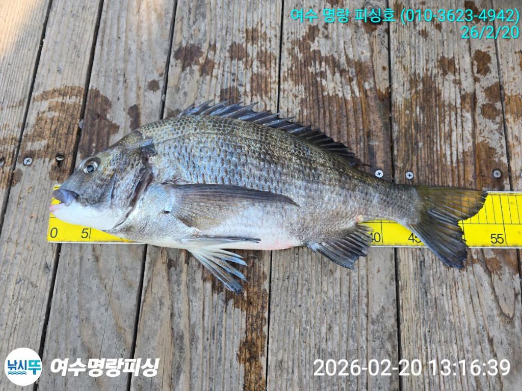 낚시뚜,감성돔,국동항,여수명랑피싱,낚시뚜8