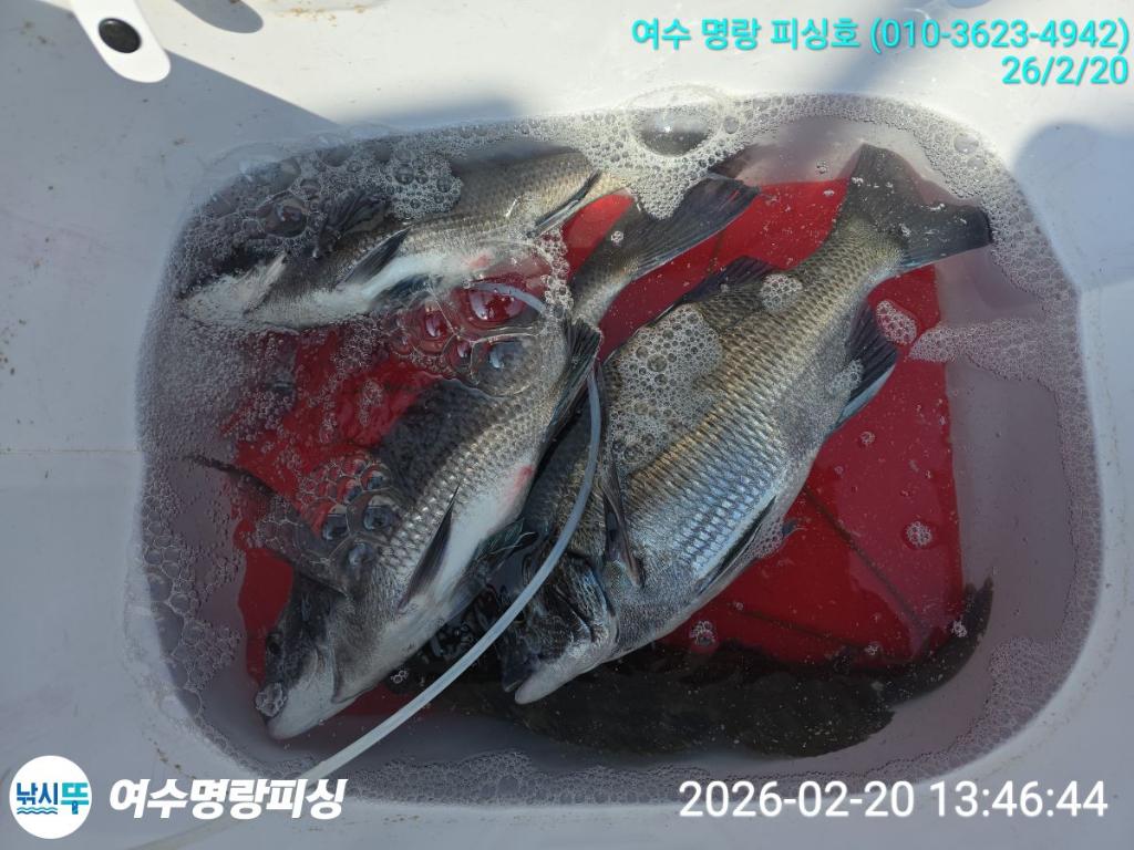 낚시뚜,감성돔,국동항,여수명랑피싱,낚시뚜7