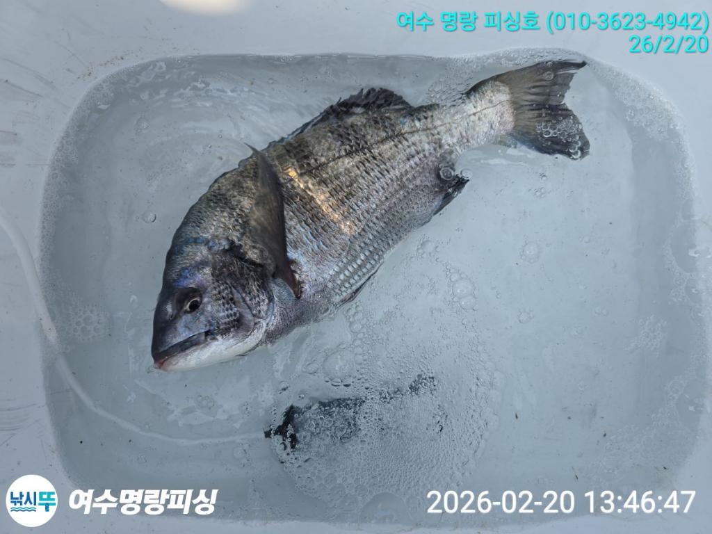 낚시뚜,감성돔,국동항,여수명랑피싱,낚시뚜6